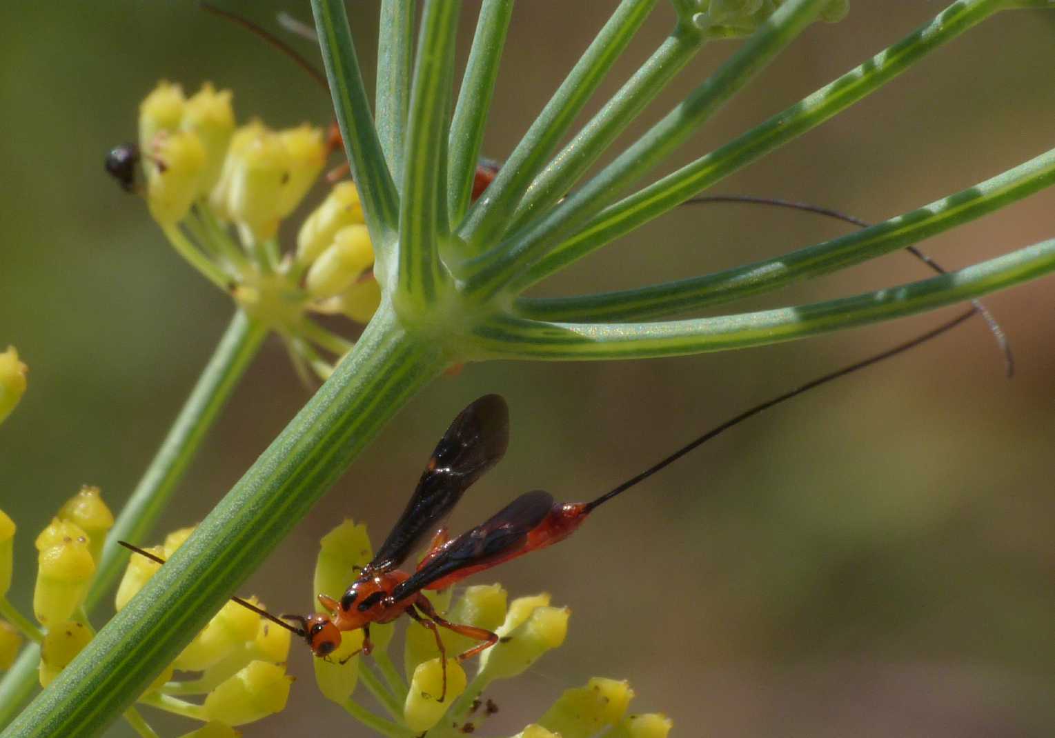 Piccoli Braconidae